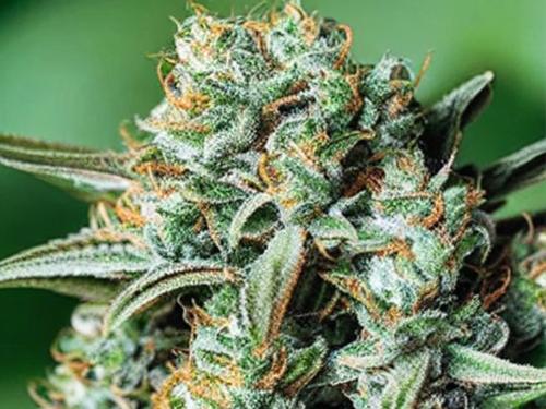 durban poison