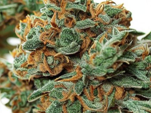 gorilla glue 4 (gg4)