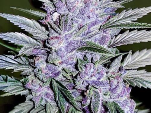 granddaddy purple (GDP)