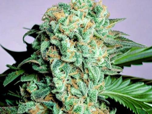 og kush